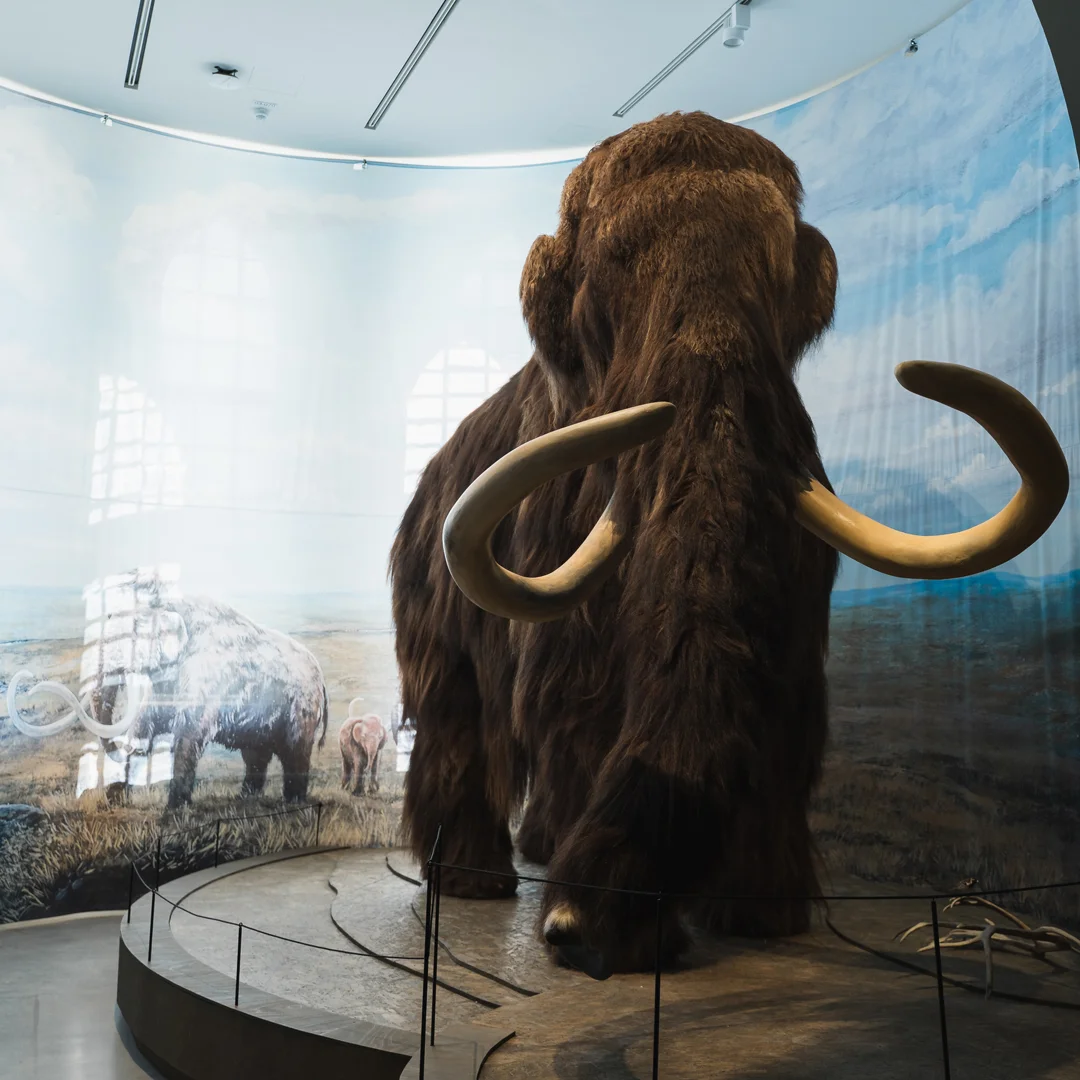 Kuopion-Museo-mammutti.jpg