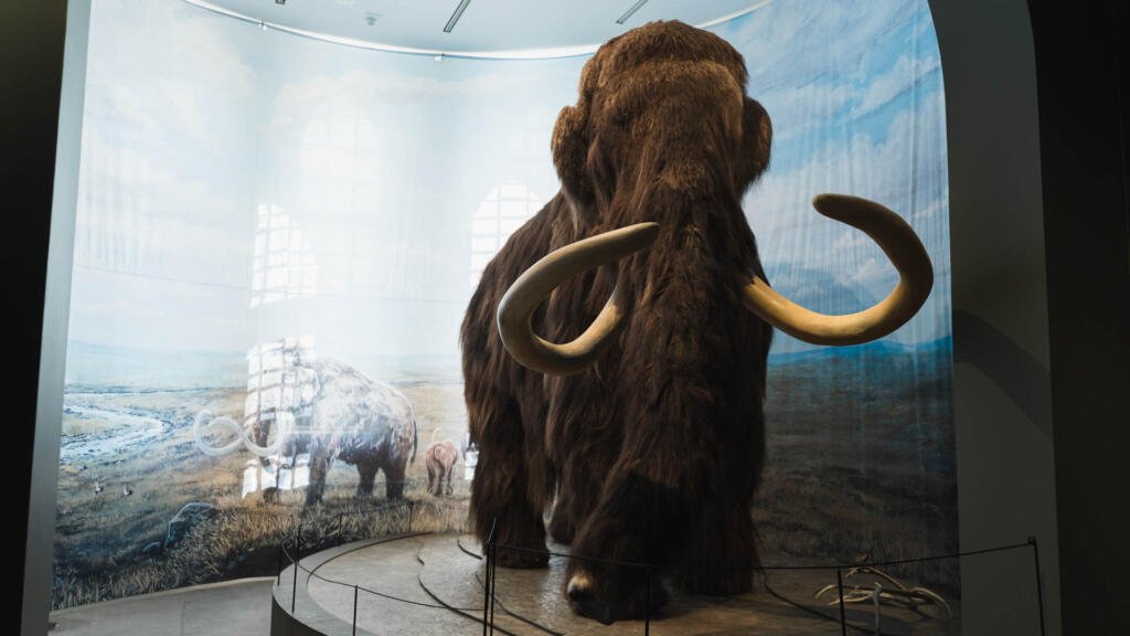 Kuopion museon mammutti